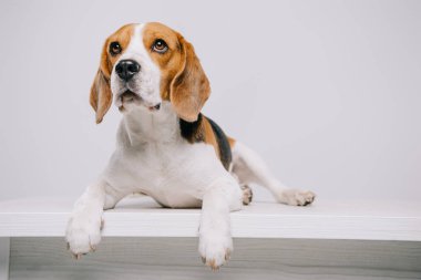  beagle köpek gri izole masada yalan