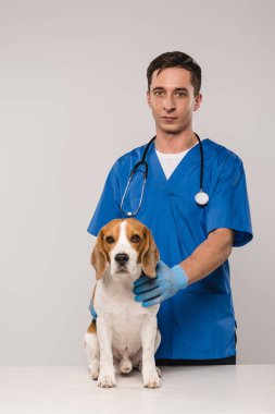 beagle köpek tutarak ve gri izole kamera seyir stetoskop ile hayvan hastalıklarıyla ilgili