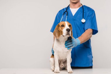 Kırpılan görünümü gri izole stetoskop ve beagle köpek ile hayvan hastalıklarıyla ilgili