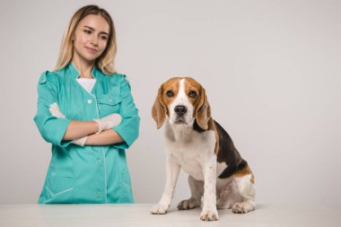 beagle köpek gri arka plan üzerinde yakın Çapraz kollar ile çekici hayvan hastalıklarıyla ilgili