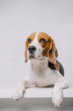 gri izole tablo yatarken şirin safkan beagle köpek