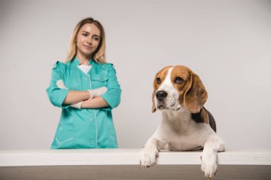 seçici odak beagle köpek kadın veteriner gri arka plan üzerinde çapraz kollar ile yakın