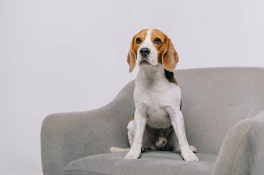 gri izole koltuk oturma sevimli beagle köpek