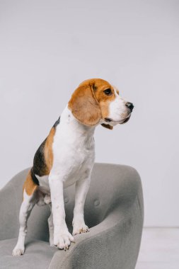  beagle dog standing in armchair on grey background  clipart