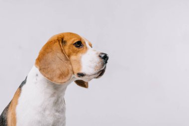 gri izole safkan beagle köpek Başkanı