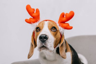  beagle dog wearing reindeer antlers isolated on grey clipart
