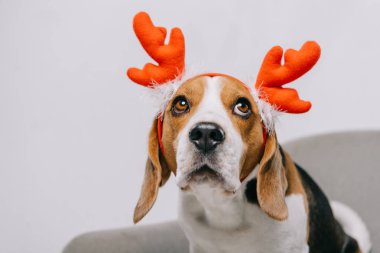 beagle dog wearing reindeer antlers isolated on grey clipart