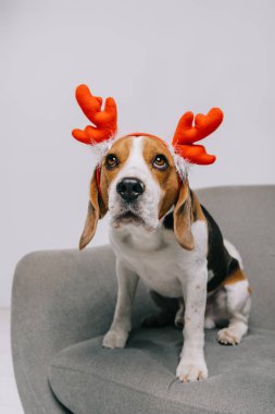 şirin beagle köpek gri izole Ren geyiği boynuzları giyiyor
