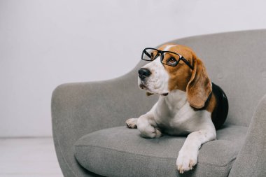  gri arka koltukta yalan beagle köpek gözlük 