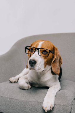 gri arka plan üzerinde izole bardaklarda yalan şirin beagle köpek