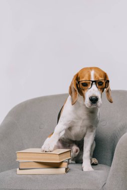 gri izole kitaplarla koltukta oturan Gözlüklü Şirin beagle köpek