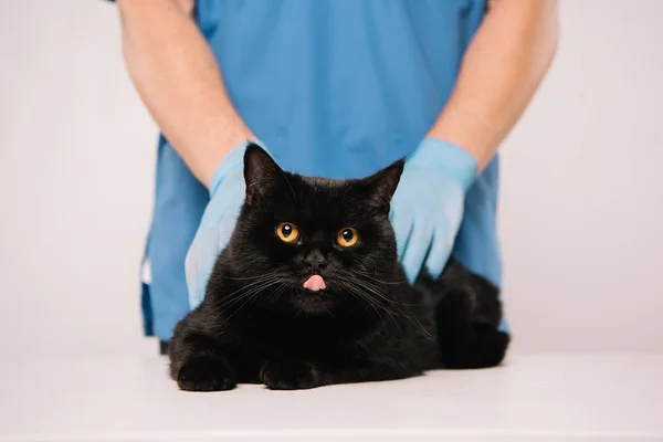 Обрезанный Взгляд Ветеринара Осматривающего Черную Кошку Изолированную Серой — стоковое фото