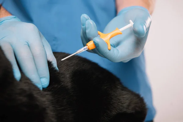 Zugeschnittene Ansicht Des Tierarztes Der Mikrochipping Verfahren Bei Schwarzer Katze — Stockfoto