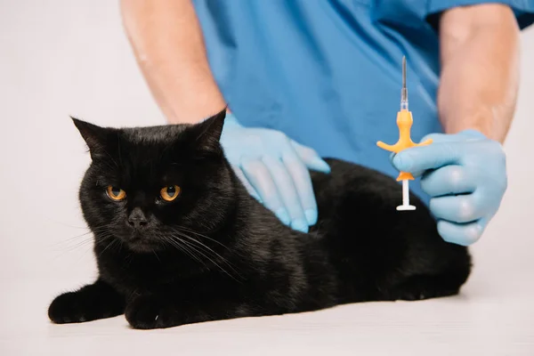 Oříznutý Pohled Veterinárního Lékaře Držte Stříkačku Poblíž Černá Kočka Před — Stock fotografie