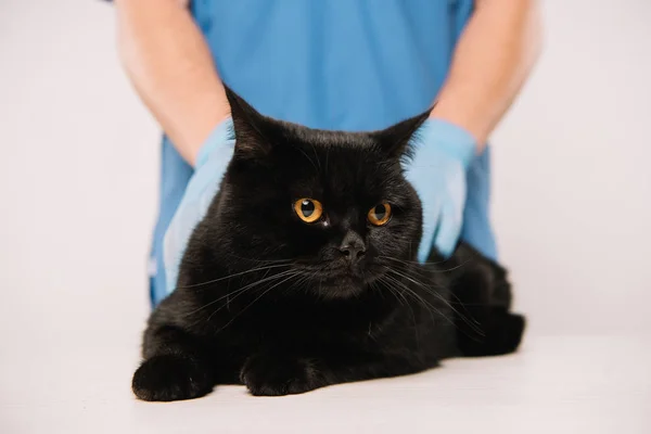 Обрезанный Вид Ветеринара Осматривающего Черную Кошку Изолированную Серой — стоковое фото