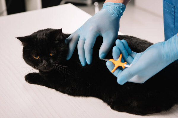 cropped view of veterinarian microchipping  black cat on table