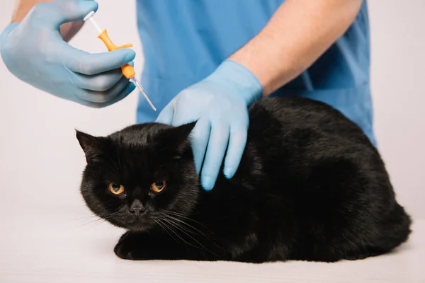 Ausgeschnittene Ansicht Des Tierarztes Mikrochipping Schwarze Katze Isoliert Auf Grau — Stockfoto