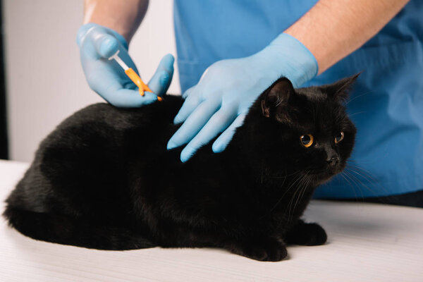 cropped view of veterinarian microchipping black cat in latex gloves on grey background 