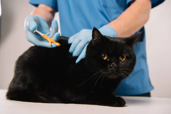 Cropped View Veterinarian Making Microchipping Procedure Black Cat Grey Background — Stock Photo, Image