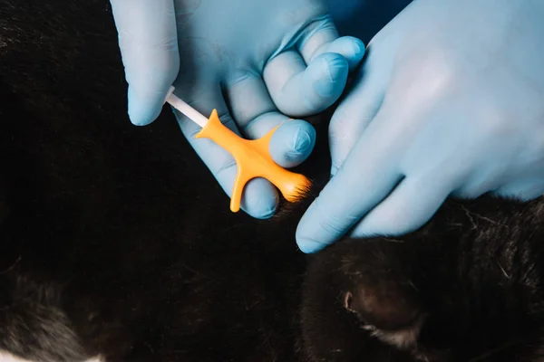 Close Veterinarian Holding Fur Black Cat Making Microchipping Procedure — Stock Photo, Image