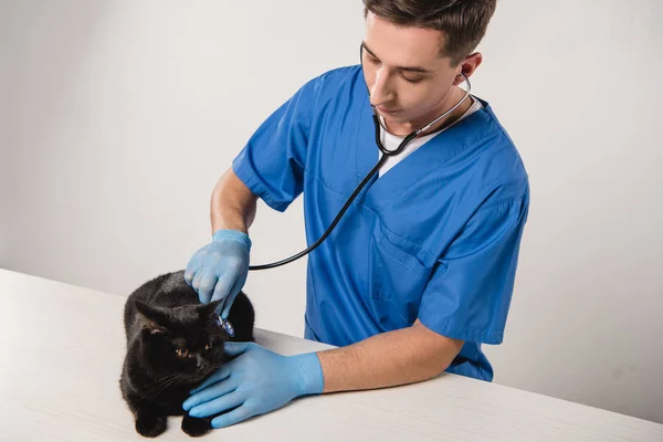 Συμπυκνωμένο Κτηνίατρος Εξέταση Μαύρη Γάτα Γκρίζο Φόντο — Φωτογραφία Αρχείου