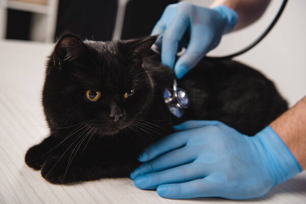 cropped view of veterinarian examining black cat on table