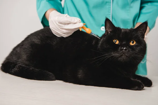 Обрезанный Вид Женщины Ветеринара Делающей Процедуру Микрочипирования Черной Кошке Изолированной — стоковое фото