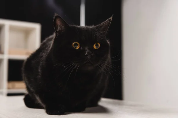 Gato Negro Mullido Sentado Mesa — Foto de Stock