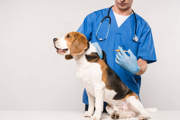 cropped view of veterinarian holding syringe for microchipping beagle dog on grey background