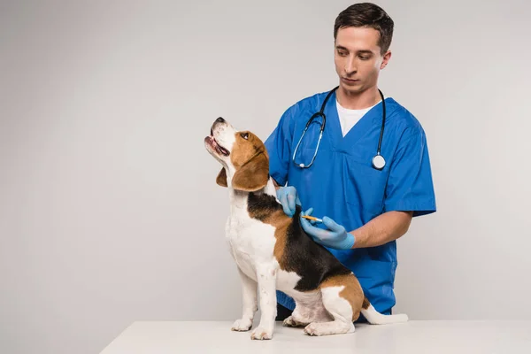 Dierenarts Microchipping Beagle Hond Met Spuit Geïsoleerd Grijs — Stockfoto