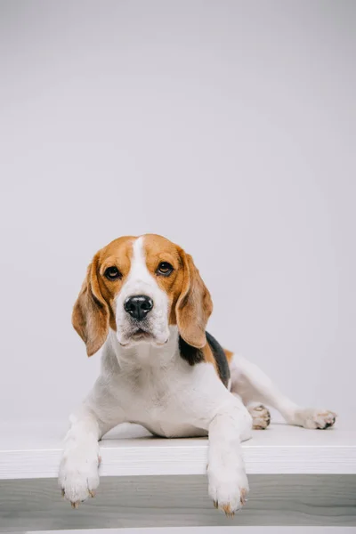 Ras Anjing Beagle Tergeletak Meja Terisolasi Abu Abu — Stok Foto