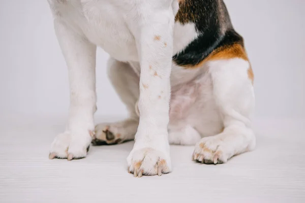 Cakar Lucu Anjing Beagle Terisolasi Abu Abu — Stok Foto