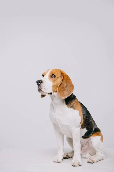 Bonito Beagle Cão Sentado Mesa Isolado Cinza — Fotografia de Stock