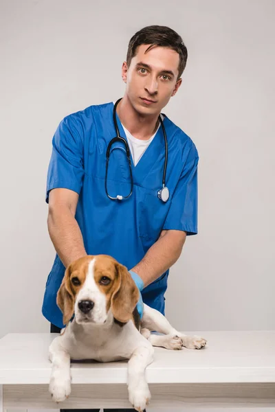 Guapo Veterinario Abrigo Azul Con Perro Beagle Aislado Gris — Foto de Stock