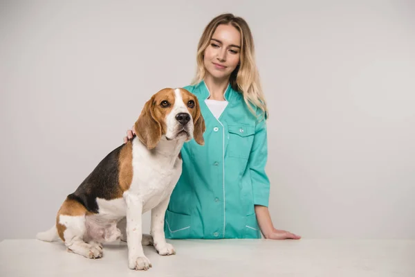Femeie Medic Veterinar Picioare Lângă Beagle Câine Fundal Gri — Fotografie, imagine de stoc
