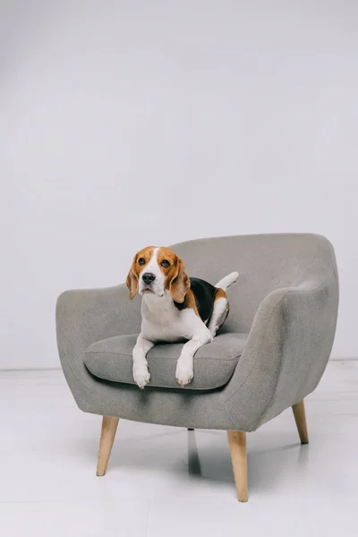 Bedårende Beagle Hund Liggende Lænestol Grå Baggrund - Stock-foto