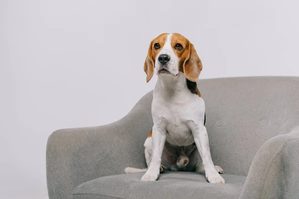 Χαριτωμένο Beagle Σκύλος Κάθεται Στην Πολυθρόνα Που Απομονώνονται Γκρι — Φωτογραφία Αρχείου