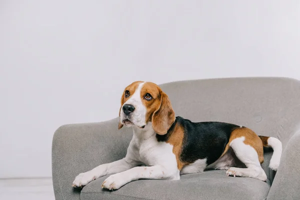 Anjing Beagle Berbaring Kursi Pada Latar Belakang Abu Abu — Stok Foto