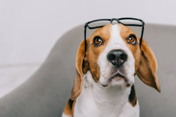 Bonito Beagle Cão Vestindo Óculos Isolados Cinza — Fotografia de Stock