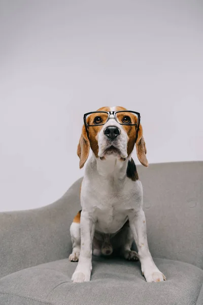 Selektiv Fokus Søde Hund Briller Sidder Lænestol Grå Baggrund - Stock-foto