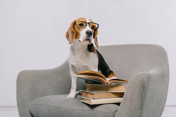 Bonito Beagle Cão Poltrona Com Livros Sobre Fundo Cinza — Fotografia de Stock