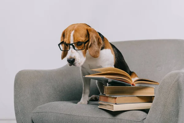 Üzgün Beagle Köpek Koltuk Kitap Yakın Oturan Gözlüklü Seçici Odak — Stok fotoğraf