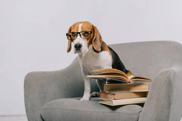 Selektivt Fokus Søt Beagle Hund Briller Sittende Lenestol Nær Haugen – stockfoto