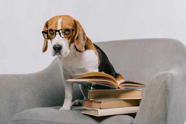 Enfoque Selectivo Lindo Beagle Gafas Sentado Sillón Cerca Libros Aislados —  Fotos de Stock