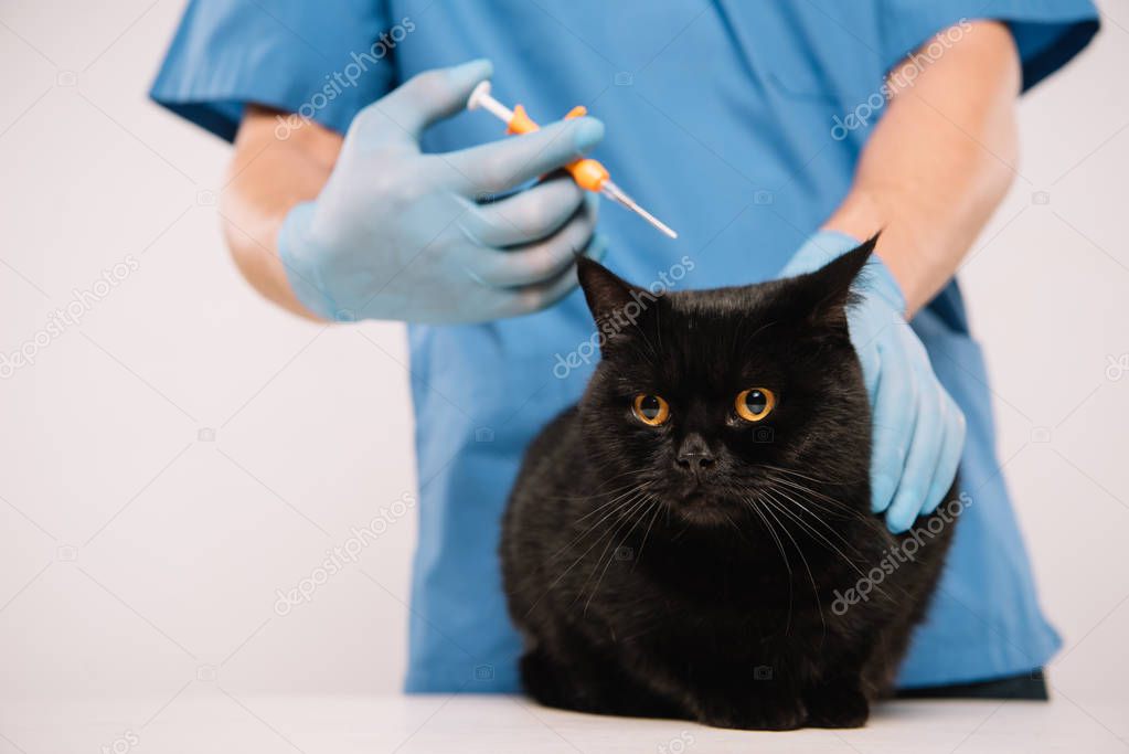 cropped view of veterinarian holding black cat and making microchipping procedure isolated on grey