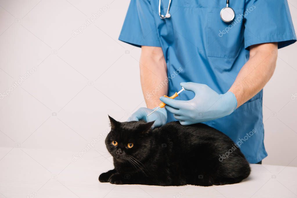 cropped view of veterinarian standing with stethoscope and making microchipping to black cat  on grey background