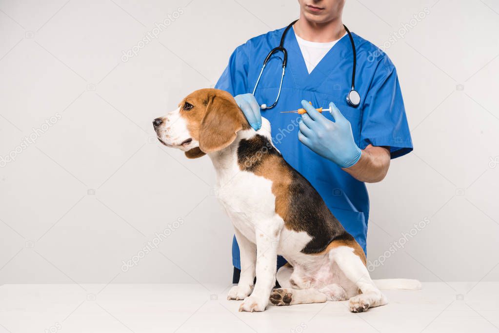 partial view of veterinarian holding syringe for microchipping beagle dog on grey background