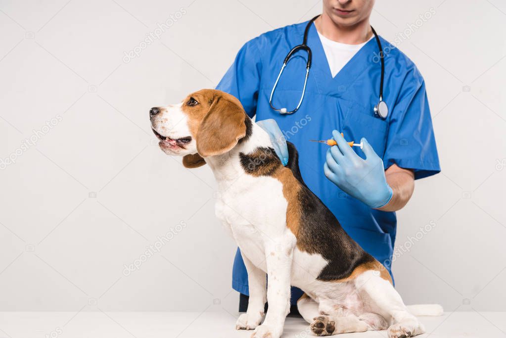 cropped view of veterinarian holding syringe for microchipping beagle dog on grey background