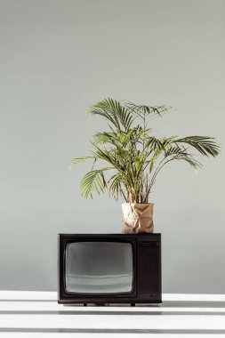 green plant in pot on vintage tv on grey background clipart