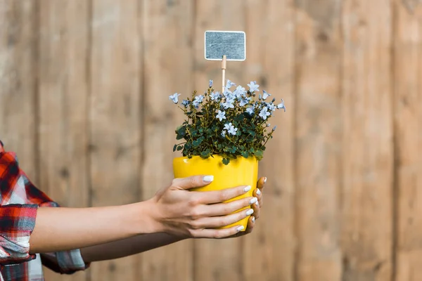 Cropped View Woman Holding Pot Flowers Small Empty Board Hands — Stock Photo, Image